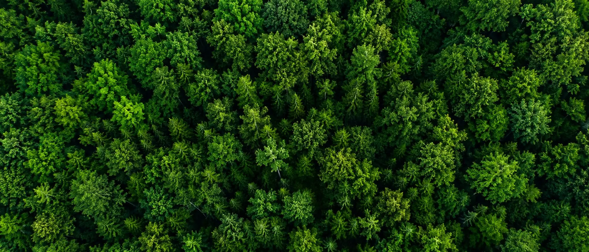 Aerial view of a dense green forest canopy